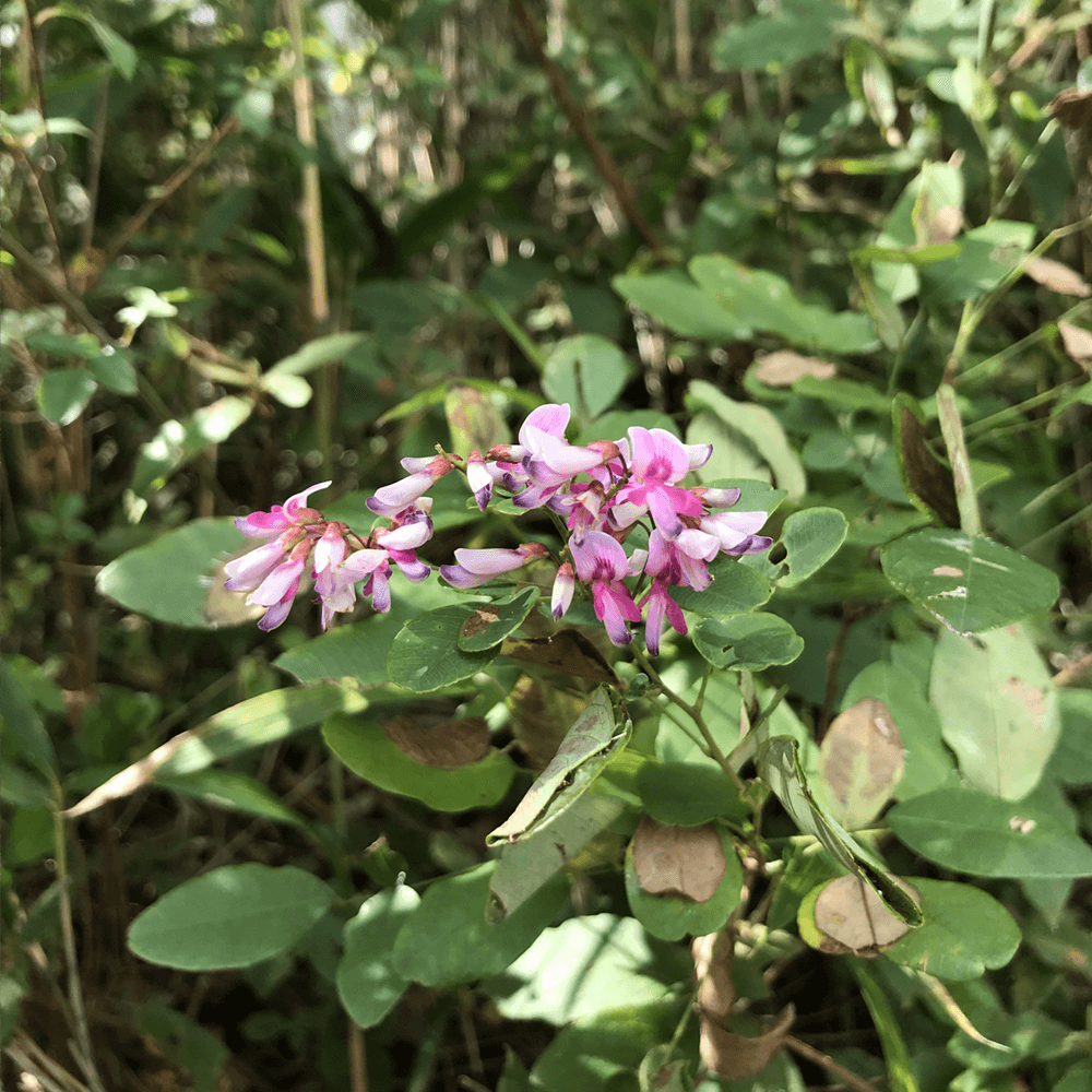 何の花かなぁ･･･