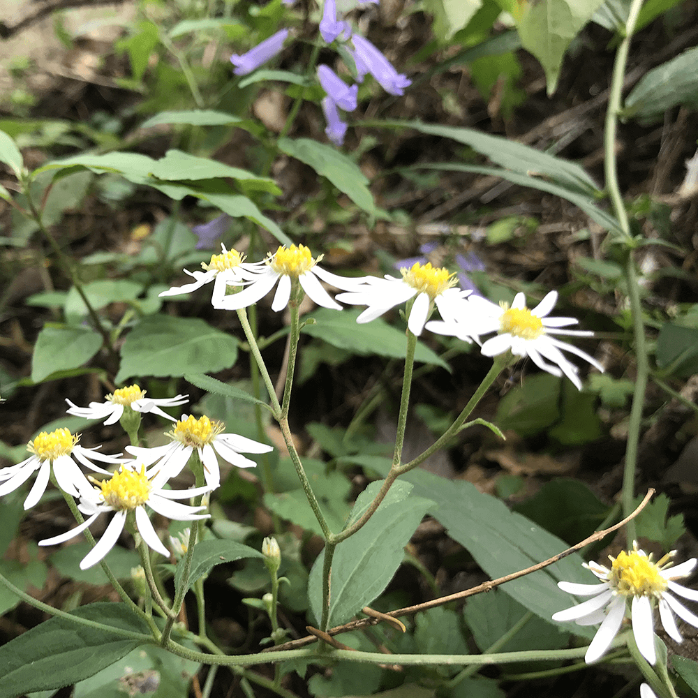 花がたくさん、咲いていました。