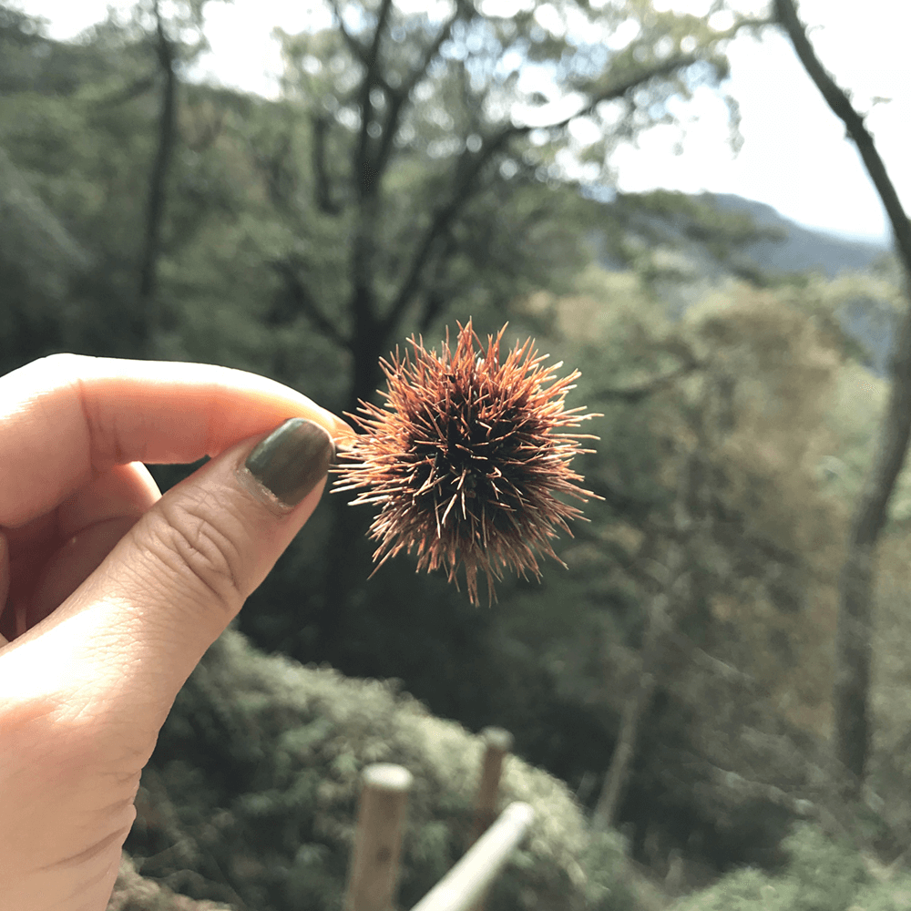 山の中でウニ発見！