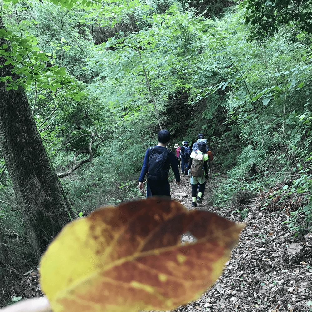 まだまだ紅葉は先です。